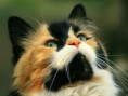 /album/c%c3%a3es%20e%20gatos/a425463-2820153740611-1161936631-32362955-1851234154-n-jpg/